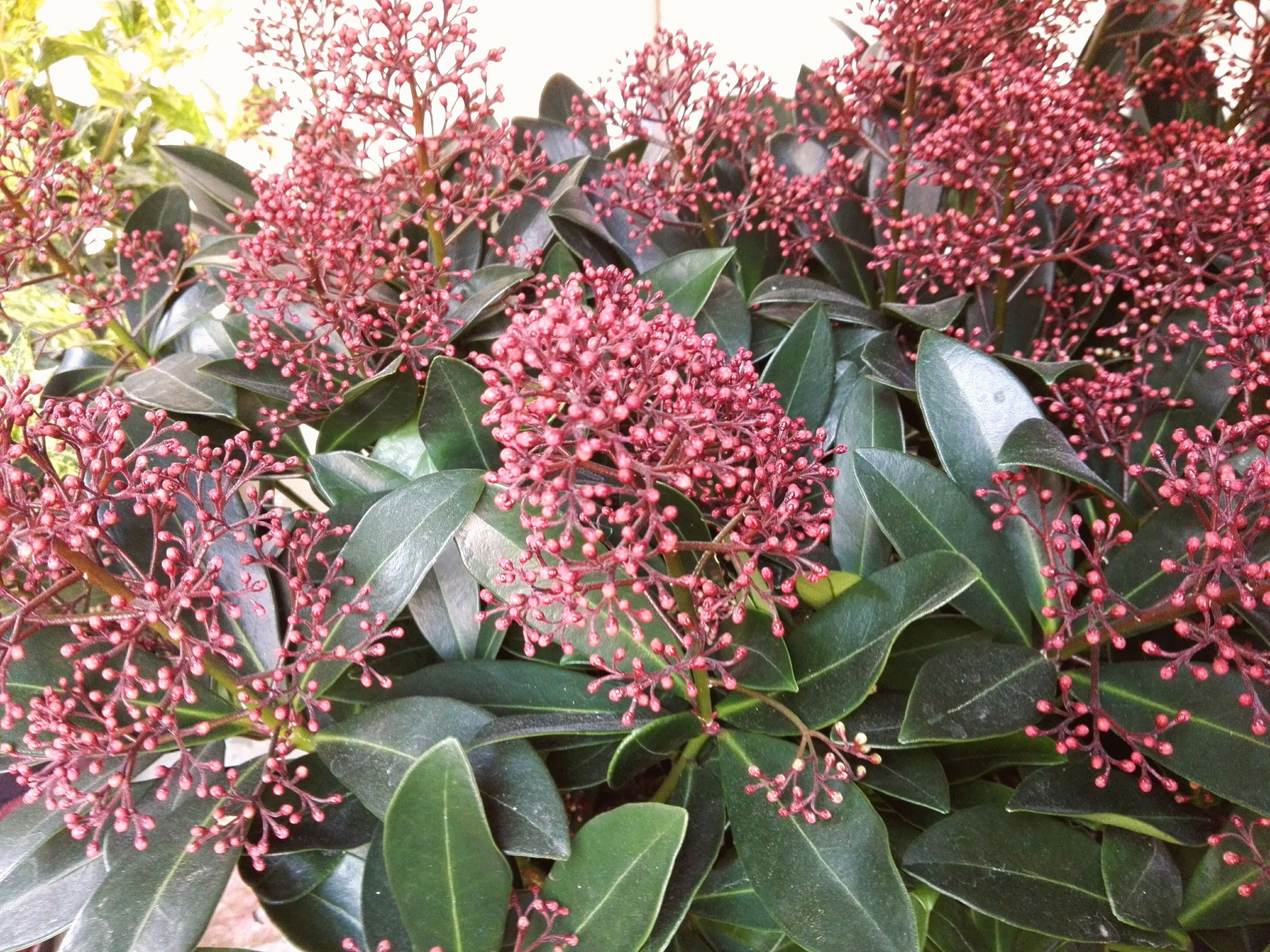 Skimmia Japonica Fioreria Bruseghini Besenello Trento